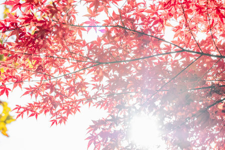 Beautiful bokeh effect created by sunlight shining through a canopy of red maple leaves, with the...
