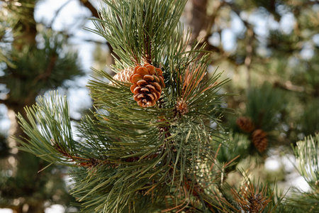 Pine cones hang amongst the sturdy needles of a pine tree. The natural detail showcases the elegance...