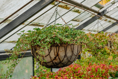 Hanging Basket of Ivy in a Greenhouse Settingの写真素材