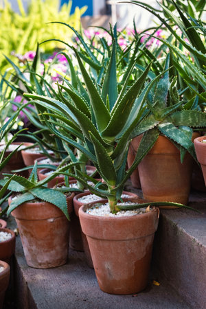 A collection of Aloe Vera plants thrive in terra cotta pots, showcasing their spiky green leaves.の写真素材