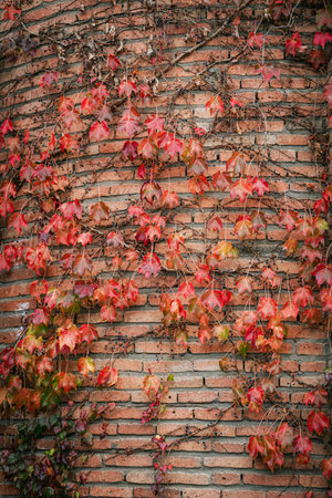 Vibrant red autumn leaves spreading across a textured brick wallの写真素材