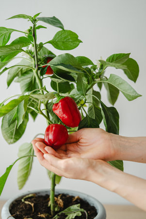 Gardener holding fresh red bell peppers growing in potted plantの写真素材