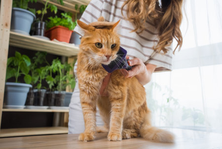 Ginger cat in a small hat is being brushed by a woman indoors, surrounded by potted plants and natural light.の写真素材