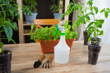 Gardener taking care of tomato and basil plants, spraying and using gardening toolsの写真素材