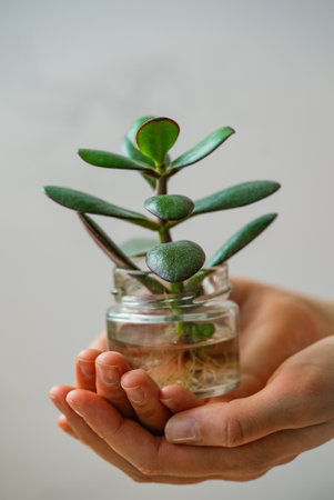 Gardener holding a jade plant in a glass jar with waterの写真素材