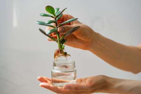 Gardener holding succulent plant with roots ready for planting in waterの写真素材