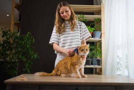 Woman combing her ginger cat at home on a tableの写真素材