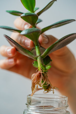 Gardener holding succulent plant with roots ready for planting in glass jarの写真素材