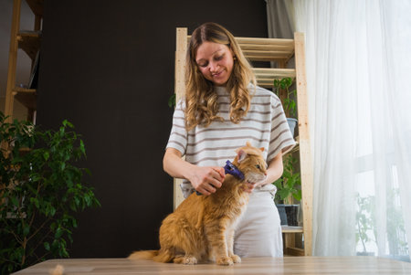 Woman brushing ginger cat at home with brush toolの写真素材