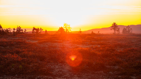 Vibrant sunset illuminating a scandinavian landscape with heather and sparse treesの写真素材