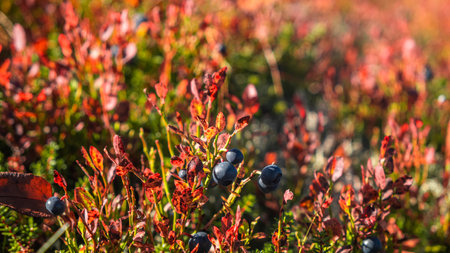 Wild blueberries growing on red-leaved bush in autumn forestの写真素材