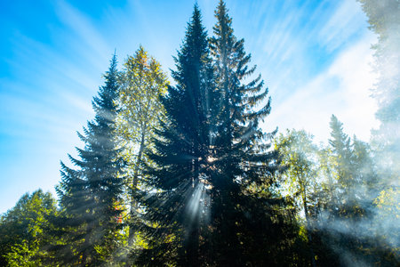 Sunbeams filtering through fog and pine trees in forest on sunny dayの写真素材