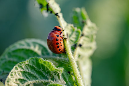 Colorado potato beetle larva eating potato plant leafの写真素材
