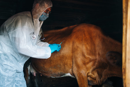 Veterinarian injecting vaccine to cow in barnの写真素材