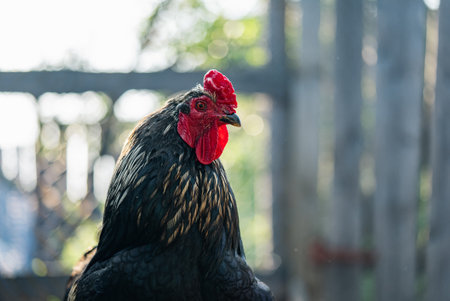 Black rooster standing in a farm, showing its colorful combの写真素材