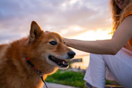 Woman petting karelian bear dog at sunset in urban parkの写真素材