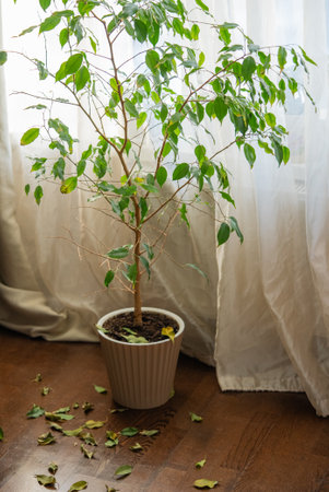 Ficus benjamina losing leaves near window with curtainsの写真素材