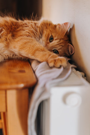 Ginger cat relaxing on wooden furniture near radiatorの写真素材