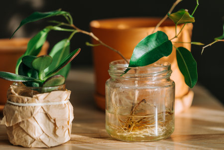 Ficus branch growing roots in water in glass jar on tableの写真素材