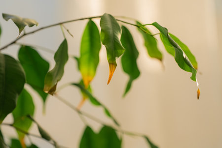 Weeping fig leaves showing signs of root rot diseaseの写真素材