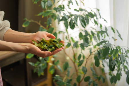 Woman holding freshly picked bay leaves from houseplantの写真素材