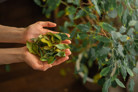 Woman holding fallen leaves from houseplant: caring for indoor plantsの写真素材