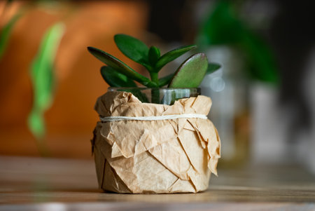 Small jade plant growing in recycled paper pot on tableの写真素材
