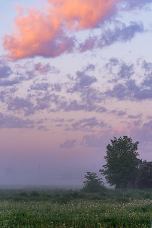 Fog covering blooming meadow at dawn with pastel colored skyの写真素材