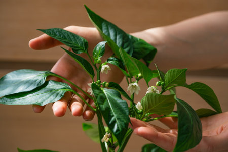 Gardener holding a flowering pepper plantの写真素材
