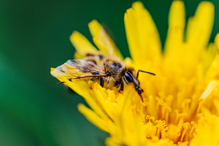Honey bee pollinating bright yellow dandelion flower in springの写真素材