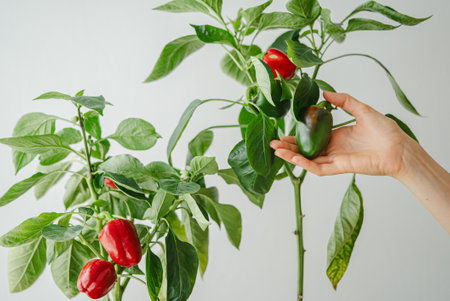 Gardener holding a green bell pepper from a plantの写真素材