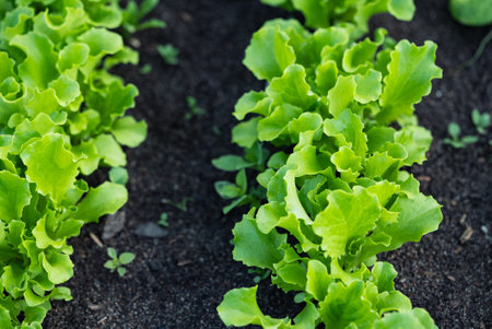 Fresh green lettuce growing in fertile soil on farmの写真素材