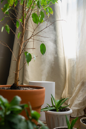Humidifier increasing humidity around potted plants near window