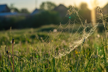 Spider web covered in dew at sunrise in green field