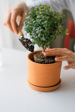 Gardener carefully repotting miniature bonsai, gently transferring delicate plant into terracotta...