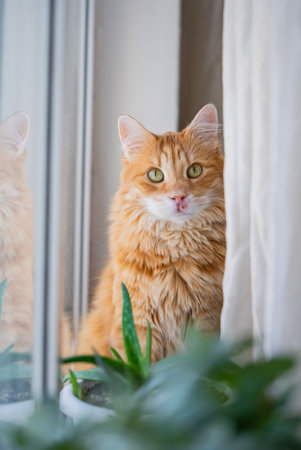 Ginger cat perched on windowsill, peering intently through glass, houseplants framing soft fur...