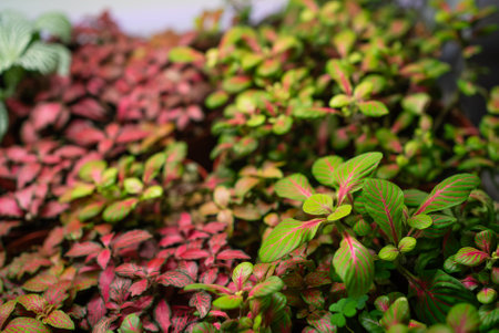 Close-up revealing fittonia nerve plants growing inside greenhouse, displaying intricate red and green leaf veins with lush botanical detailの写真素材