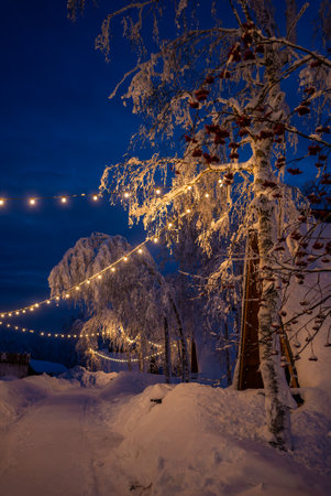 Snow covered trees illuminated by string lights in a winter wonderlandの写真素材
