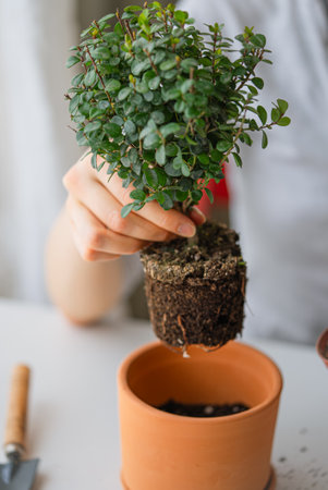 Gardeners hands carefully supporting delicate green seedling, revealing tangled roots before transplanting into terracotta container with nutrient-rich potting mixの写真素材