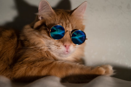 Ginger cat wearing round blue sunglasses, reclining comfortably on soft bedding, looking effortlessly cool and relaxed during indoor downtimeの写真素材