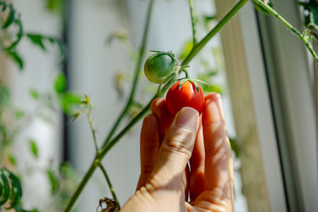 Gardener picking cherry tomato from plant in greenhouseの写真素材