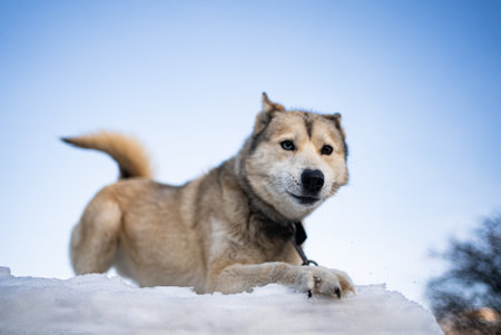 Husky wearing collar lying relaxed on snowy terrain, resting peacefully against pristine blue sky...