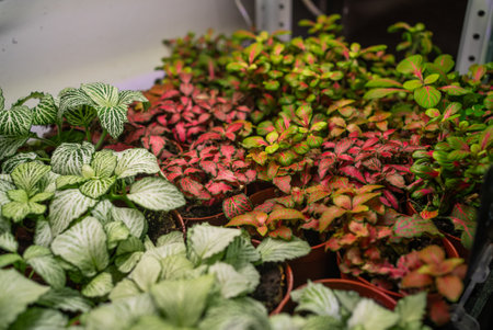 Fittonia houseplants displaying variegated green-white and green-red leaves thriving under grow light, showcasing vibrant indoor botanical arrangementの写真素材