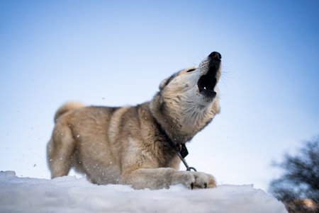 Husky wearing collar, chain-tethered, howling amid snowy landscape with azure backdrop, embodying wild canine spiritの写真素材