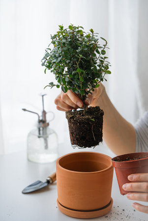 Green-gloved gardener carefully transplanting small myrtle with exposed roots into terracotta pot, gardening tools and spray bottle nearby, showcasing nurturing processの写真素材