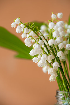 Delicate white lily of the valley blossoming inside glass jar, soft orange background highlighting springtime fragility and gentle beauty of fresh floralsの写真素材