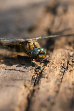 Detailed close-up revealing delicate dragonfly perching on aged wooden surface, highlighting intricate wing patterns and complex compound eye structureの写真素材
