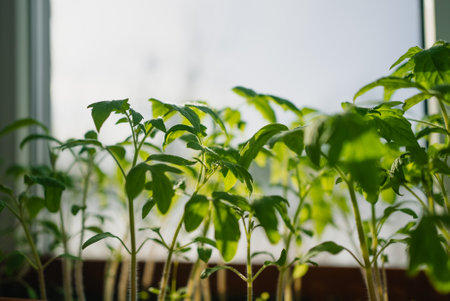 Young tomato seedlings basking in windowsill sunlight, green leaves reaching upward with potential for homegrown summer produceの写真素材