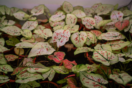 Caladium bicolor plants displaying ornamental foliage, white leaves adorned with pink markings and verdant veins, growing vibrantly within ceramic containersの写真素材