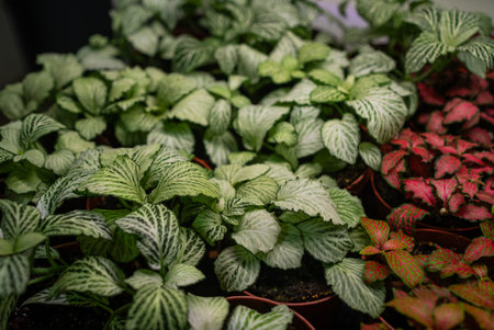 Rows of fittonia plants, displaying vibrant green and deep red leaves with striking white or red veins, create a captivating arrangement in individual potsの写真素材